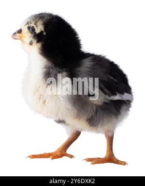 Il giovane pollo Austerlorp bianco e nero è stato isolato in uno studio mentre guardava leggermente verso l'alto. Foto Stock