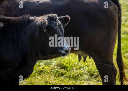 Un vitello e una mucca nel South Dpwns, con il latte intorno alla mputh dei vitelli Foto Stock