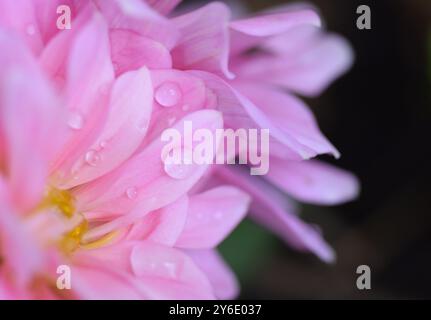 gocce di pioggia sui fiori di dahlia Foto Stock