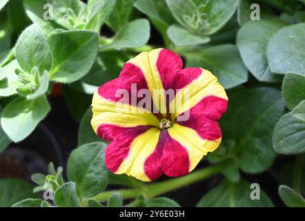 petunia, un cielo fulminante Foto Stock
