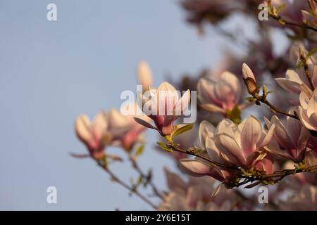 Foto dei fiori di alberi della Magnolia in piena fioritura scattata al tramonto Foto Stock