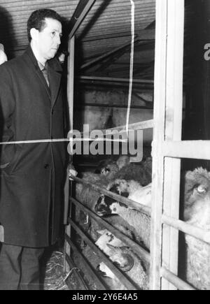 IL PRESIDENTE ALGERINO AHMED BEN BELLA PRESSO L'ALLEVAMENTO OVINO DI ALGERI / ; 17 GENNAIO 1963 Foto Stock