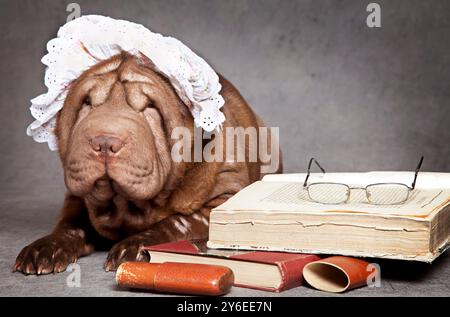 Il cane cinese Shar-Pei legge il libro Foto Stock