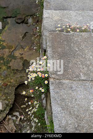 daisies fiori che crescono su gradini di pietra Foto Stock
