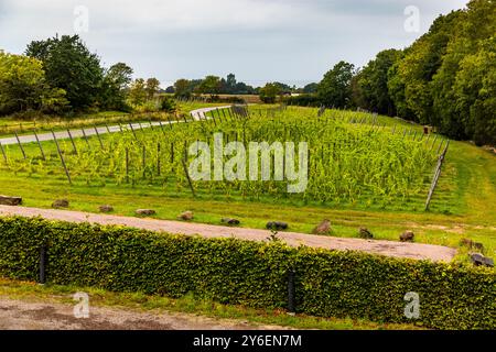 Johan e Heather Öberg gestiscono l'azienda vinicola Thora Vingård. Dalen, Båstads kommun, Skåne, Svezia Foto Stock