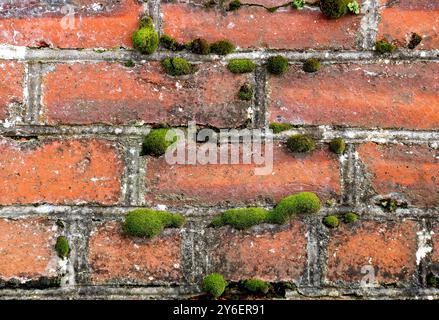 Vecchio muro in mattoni con alghe muschiate e crescita di licheni Foto Stock