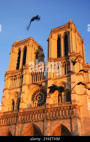 Gli uccelli neri volano intorno alle iconiche torri della cattedrale di Notre-Dame, illuminate dal tramonto. Parigi, Francia. Prima di un incendio. Foto Stock