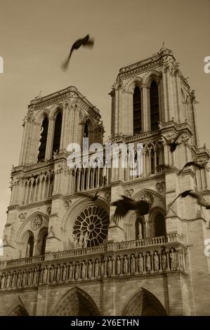 Gli uccelli volano intorno alle iconiche torri della cattedrale di Notre-Dame. Parigi, Francia. Prima di un incendio. Metafora dell'anima. Spaventosa profezia maledetta. Foto seppia Foto Stock