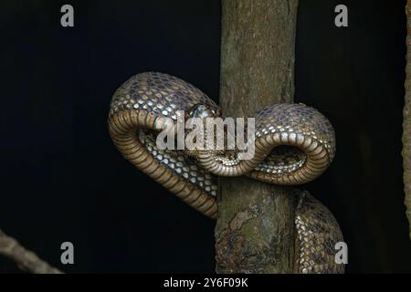 Fossa di mangrovie Viper (Trimeresurus purpureomaculatus) nella zona paludosa di mangrovie. Foto Stock