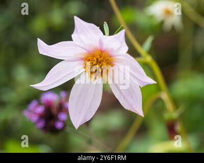 Fiore singolo rosa Palr della specie perenne resistente al haf dahlia, dahlia merckii Foto Stock