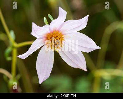 Fiore singolo rosa Palr della specie perenne resistente al haf dahlia, dahlia merckii Foto Stock