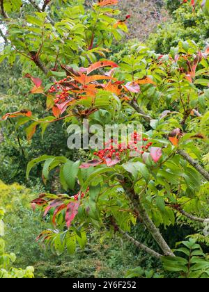 Bacche autunnali rosse dell'arduo albero di Sargant's rowan tra gli inizi del fogliame autunnale Foto Stock