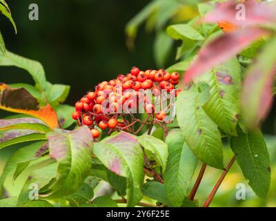 Bacche autunnali rosse dell'arduo albero di Sargant's rowan tra gli inizi del fogliame autunnale Foto Stock