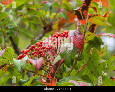 Bacche autunnali rosse dell'arduo albero di Sargant's rowan tra gli inizi del fogliame autunnale Foto Stock