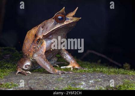 Rana dal naso lungo (Pelobatrachus nasutus) appoggiata su una grande roccia Foto Stock