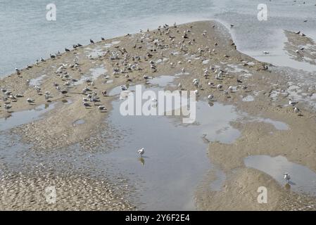 Gabbiani sulle rive del fango con la bassa marea sull'estuario del fiume Adur a Shoreham nel West Sussex, Inghilterra. Foto Stock