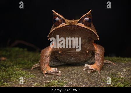 Rana dal naso lungo (Pelobatrachus nasutus) appoggiata su una grande roccia Foto Stock