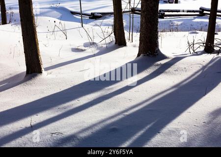 Un sole che affonda verso ovest getta ombre oltre alcuni alberi sul mio lato della recinzione divisa del mio vicino dopo una bufera di gennaio il giorno prima. Foto Stock