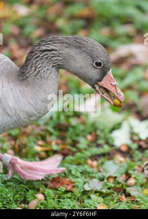 Amburgo, Germania. 25 settembre 2024. Un'oca selvatica ha una ghianda nel suo becco in un parco. Crediti: Marcus Brandt/dpa/Alamy Live News Foto Stock