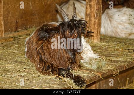 capre, in stalle, corna, paglia, animali da fattoria, Ballenberg Swiss Open-Air Museum, Europa, Brienz, Svizzera Foto Stock