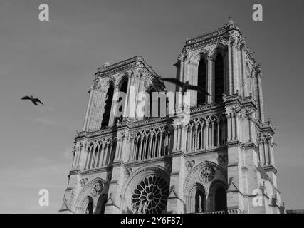 Gli uccelli volano intorno alle iconiche torri della cattedrale di Notre-Dame. Parigi, Francia. Prima di un incendio. Metafora dell'anima. Spaventosa profezia maledetta. Bianco e nero Foto Stock