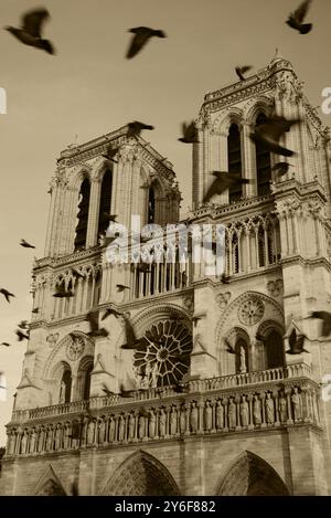 Gli uccelli volano intorno alle iconiche torri della cattedrale di Notre-Dame. Parigi, Francia. Prima di un incendio. Metafora dell'anima. Spaventosa profezia maledetta. Foto seppia Foto Stock