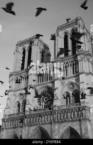 Gli uccelli volano intorno alle iconiche torri della cattedrale di Notre-Dame. Parigi, Francia. Prima di un incendio. Metafora dell'anima. Spaventosa profezia maledetta. Bianco e nero Foto Stock