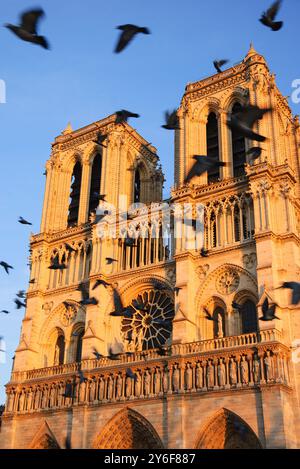 Gli uccelli neri volano intorno alle iconiche torri della cattedrale di Notre-Dame, illuminate dal tramonto. Parigi, Francia. Prima di un incendio. Foto Stock