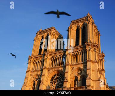 Gli uccelli neri volano intorno alle iconiche torri della cattedrale di Notre-Dame, illuminate dal tramonto. Parigi, Francia. Prima di un incendio. Foto Stock