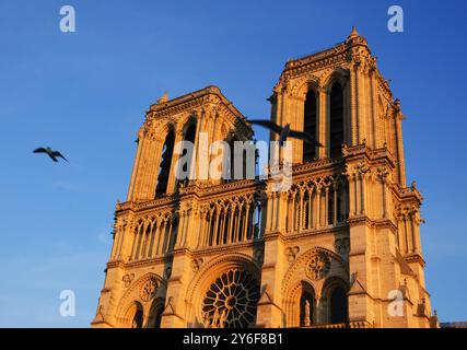 Gli uccelli neri volano intorno alle iconiche torri della cattedrale di Notre-Dame, illuminate dal tramonto. Parigi, Francia. Prima di un incendio. Foto Stock