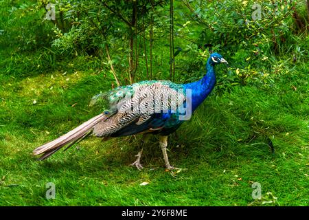Giardini Norrviken (Norrvikens trädgårdar). Kattviksvägen, Båstads kommun, Skåne, Skåne, Svezia Foto Stock