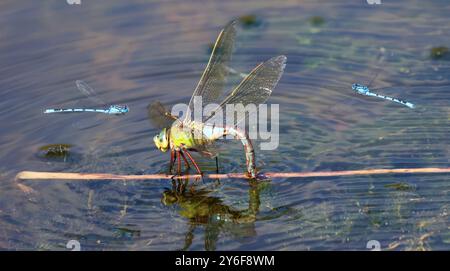 Una femmina Imperatore Dragonfly che si reca nella riserva naturale di Combe Hill nel Gloucestershire Regno Unito Foto Stock