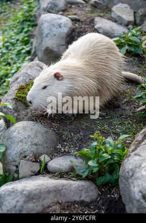 Foto in primo piano verticale di una lontra bianca su un prato Foto Stock