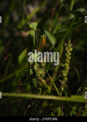 Pregando mantis che sta in attesa sul prato. Foto Stock