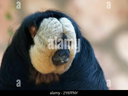 saki di fronte bianco (maschio), Weißkopfsaki oder Blasskopfsaki, Saki à face pâle, Pithecia pithecia, fehérarcú sátánmajom Foto Stock