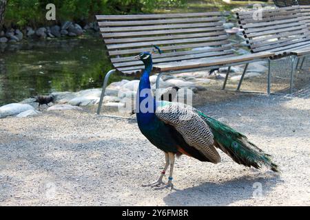 Peafowl è camminare nel parco della città Foto Stock