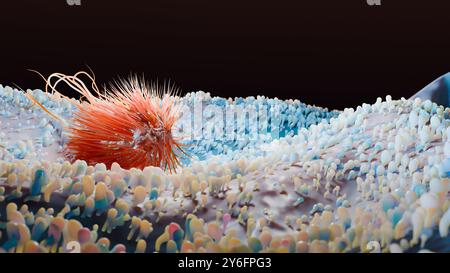 Batteri Peritrichous con lotto di flagello, bacillo dannoso con code lunghe, procarioti, virus probiotici e patogeni, H. pylori, flagello microbo Foto Stock