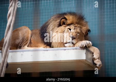 Un leone giace comodamente su una piattaforma dello Zoo di Berlino, godendosi un tranquillo pisolino sotto la calda luce del sole del pomeriggio. Foto Stock