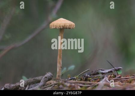 Piccolo fungo nell'area ricreativa di San Antonio de Alcoy all'inizio dell'autunno, in Spagna Foto Stock