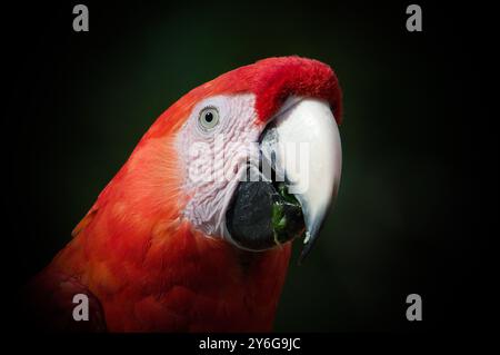 Scarlet macao, alias Ara macao o Ara arakanga, ritratto della testa in primo piano. Incredibile pappagallo colorato ALLO ZOO Lesna nella repubblica Ceca. Uccello esotico. Foto Stock
