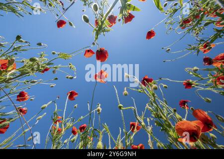 Vista dal basso dei papaveri rossi e del cielo blu. Campo di papavero estivo Foto Stock