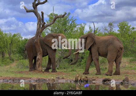 Elefante africano (Loxodonta africana), adulto, maschio, due tori, combattimento, wrestling, in acqua, Kruger National Park, Kruger National Park, South AF Foto Stock