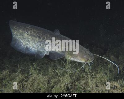 Un pesce gatto (Silurus glanis), Waller, che nuota di notte in un ambiente subacqueo buio con alghe, sito di immersione Klosterinsel, Rheinau, Canton Zurigo, RHI Foto Stock