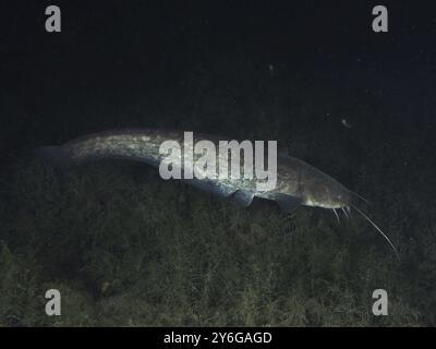 Un pesce gatto lungo (Silurus glanis), Waller, che nuota di notte in un ambiente subacqueo buio con alghe, sito di immersione Klosterinsel, Rheinau, Canton Zurigo Foto Stock