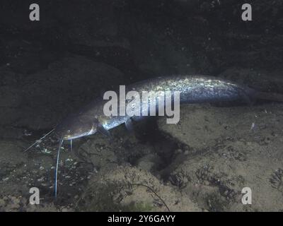 Un pesce gatto lungo (Silurus glanis), Waller, nuota su terreni sabbiosi nel buio mondo sottomarino. Sito di immersione Zollbruecke, Rheinau, Canton Zurigo, Reno, H. Foto Stock