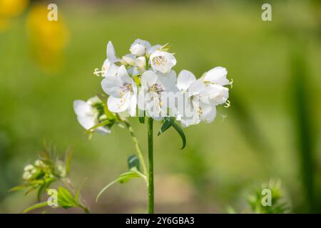 Primo piano dei fiori bianchi della scala Jacobs (polemonium caeruleum) in fiore Foto Stock