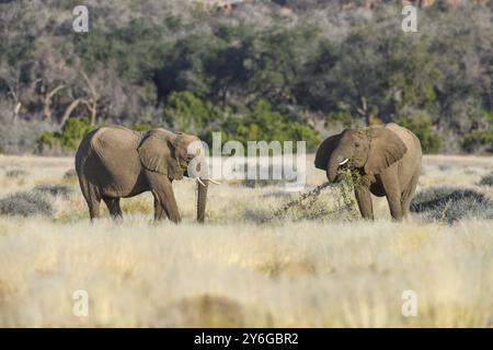 Elefanti del deserto (Loxodonta africana) nel fiume secco Ugab, Damaraland, regione di Kunene, Namibia, Africa Foto Stock