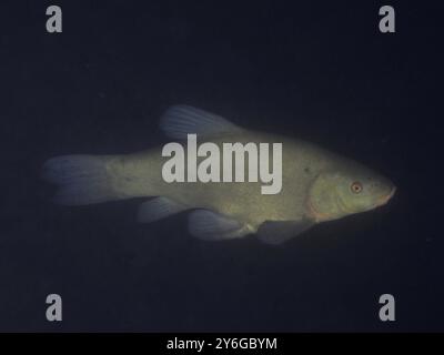 Pesce singolo, tinca (Tinca tinca), che nuota in un oscuro mondo sottomarino. Sito di immersione Terlinden, Kuesnacht, Lago di Zurigo, Canton Zurigo, Svizzera, Europa Foto Stock