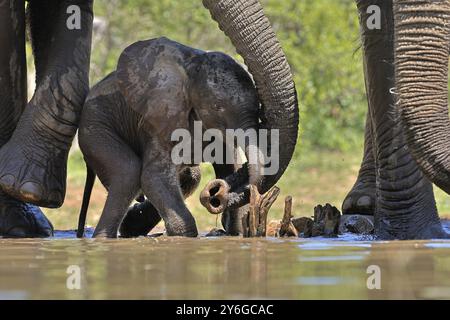 Elefante africano (Loxodonta africana), giovane animale, con madre, elefante neonato, vitello, all'acqua, bere, comportamento sociale, Parco Nazionale di Kruger Foto Stock