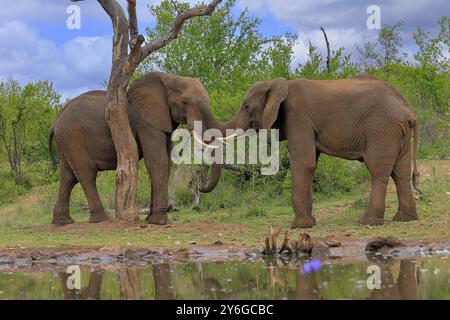 Elefante africano (Loxodonta africana), adulto, maschio, due tori, combattimento, wrestling, in acqua, Kruger National Park, Kruger National Park, South AF Foto Stock